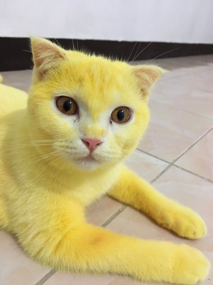 Except... the natural dye didn't come out of her fur!
