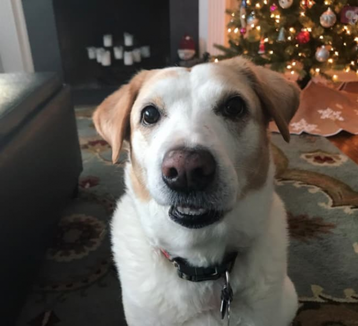Little dog with fluffy fur, “FLOOF” vibe, playful happy mood