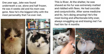 These 18 Before-And-After Photos Of Rescued Cats Are The Best Proof That Adoption Is A Wonderful Thing To Do