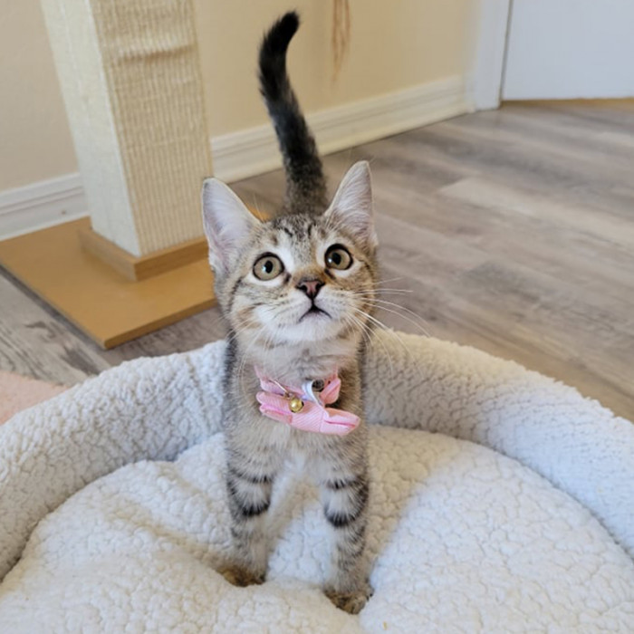 Whenever she felt happy, Emmy would swish her tail around.