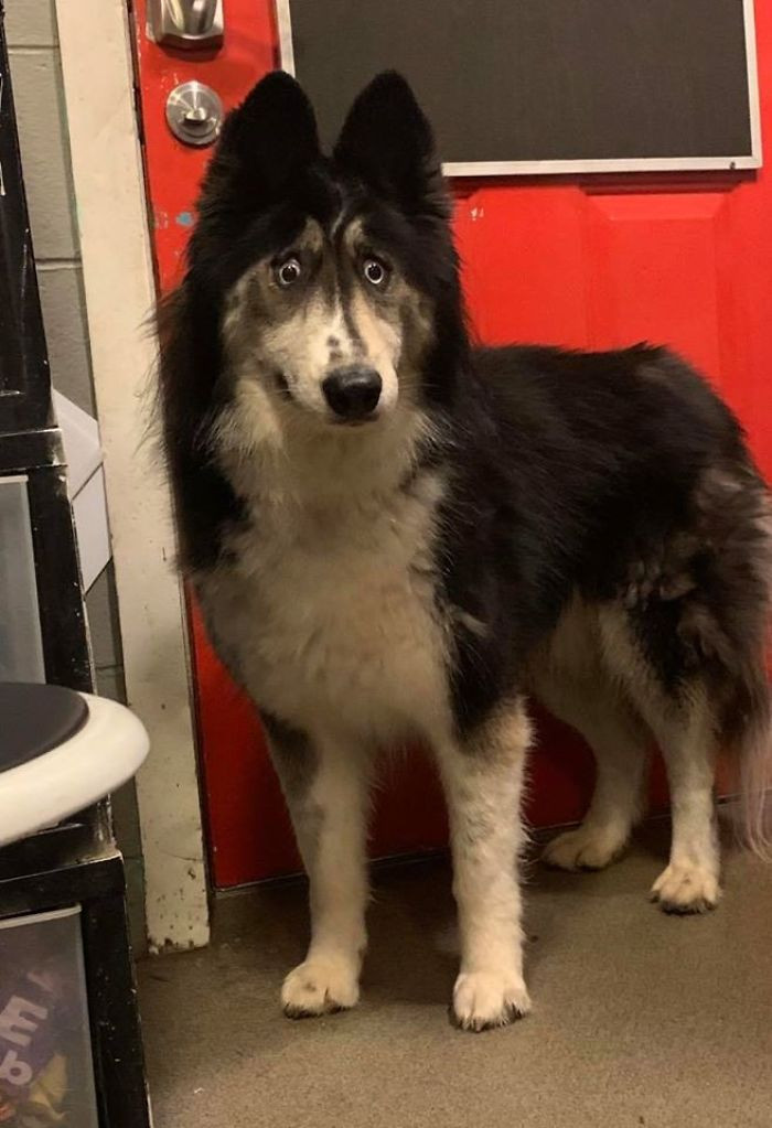 Meet the Jubilee, a 4-year-old female husky. Friendly dog with cross-eyes.