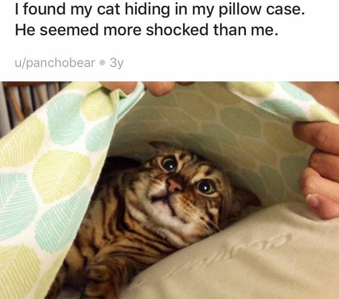 14. He's wondering how you found him!