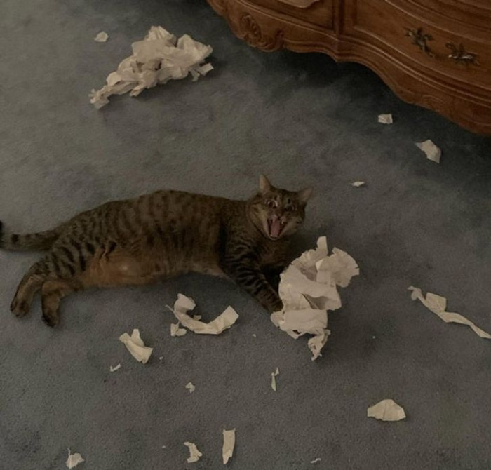 13. You're clearly interrupting the cat's business.