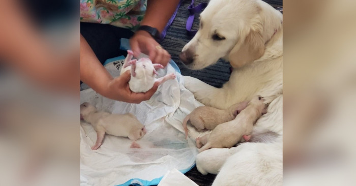 Newborn puppies nursing during first meal, close-up in airport care