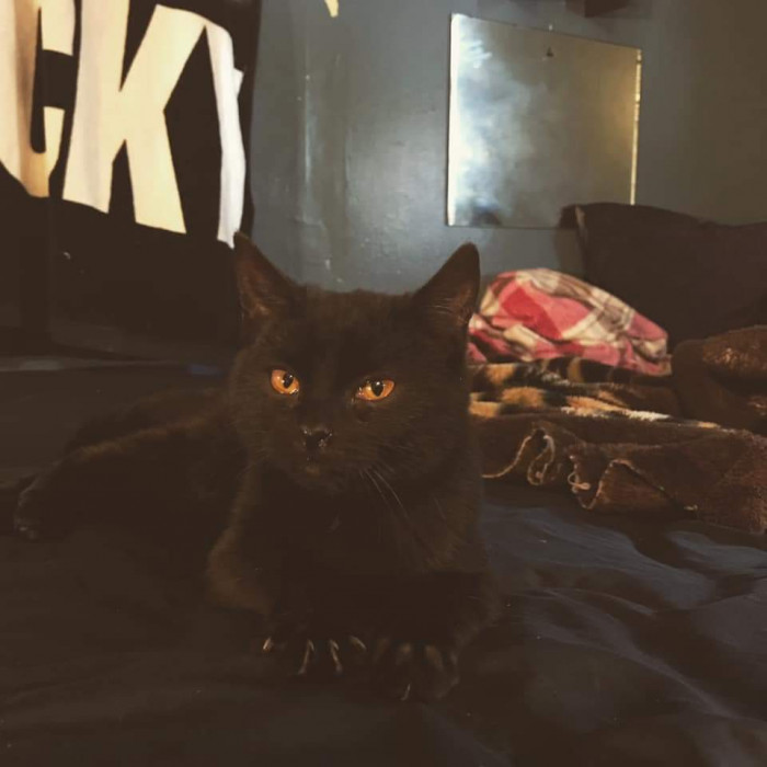 "Not green, but my cat Medusa has beautiful eyes! 🖤😻"