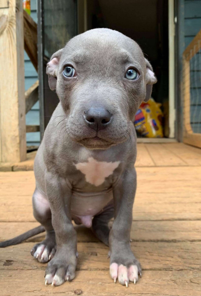 Bo is one of those puppy pals we are talking about. In an interview with The Dodo, his mom, Vickie Richards Shelton, explained how Bo came into her life: