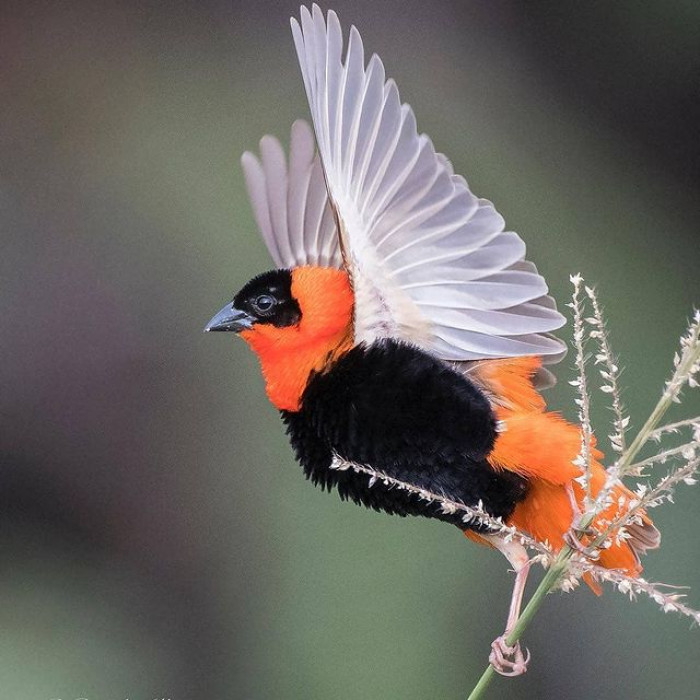 The Northern Red Bishop goes through a color transformation before breeding.