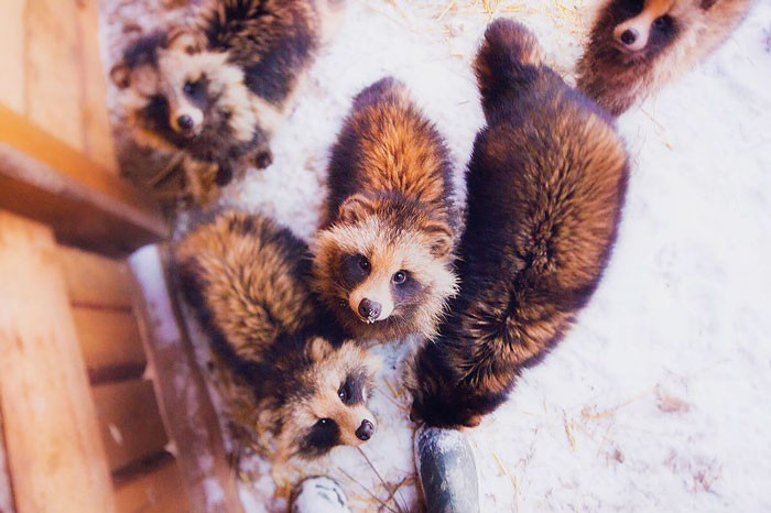 Here are the raccoons <3