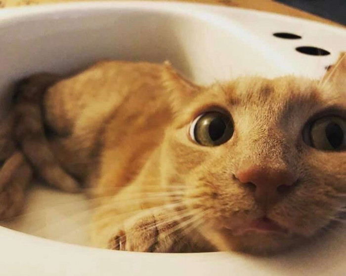 A cat who really, really, really loves sinks.