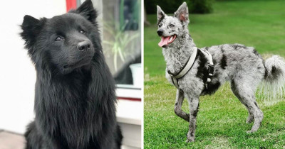 Super Rare Dog Breeds That You Might Never Have Heard of Have Been Photographed All Around The World