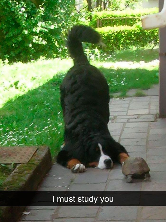 Sleeping dog in a Snapchat frame, caption about snooze time and old tail