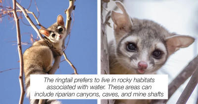 The North American Ringtail Cat Is About To Become Your New Favorite Animal, Ever