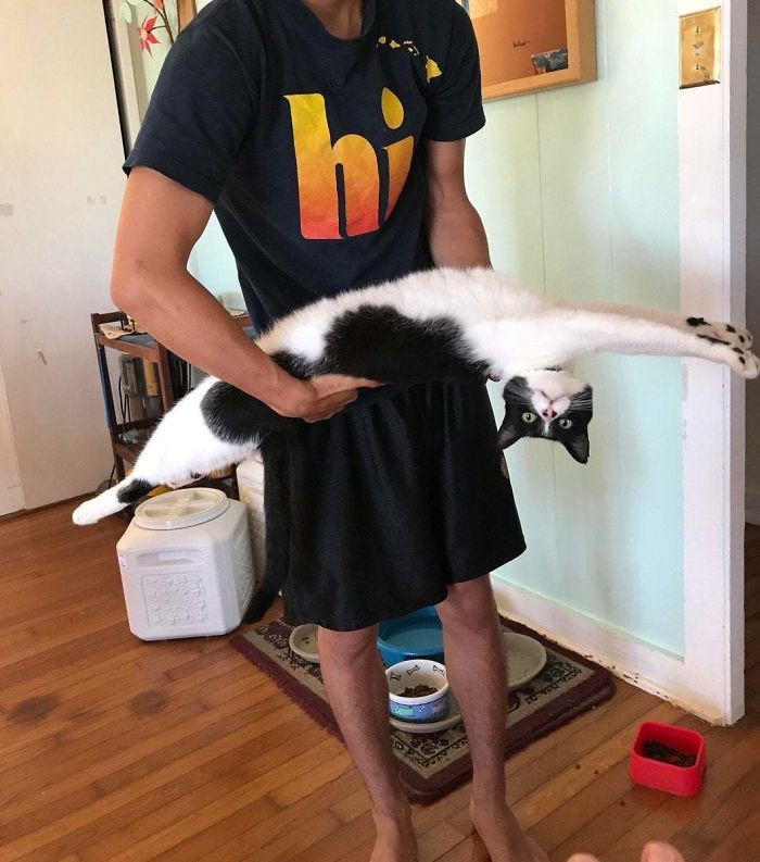 7. "This Stretched Black And White Cat That's Being Held Upside Down"