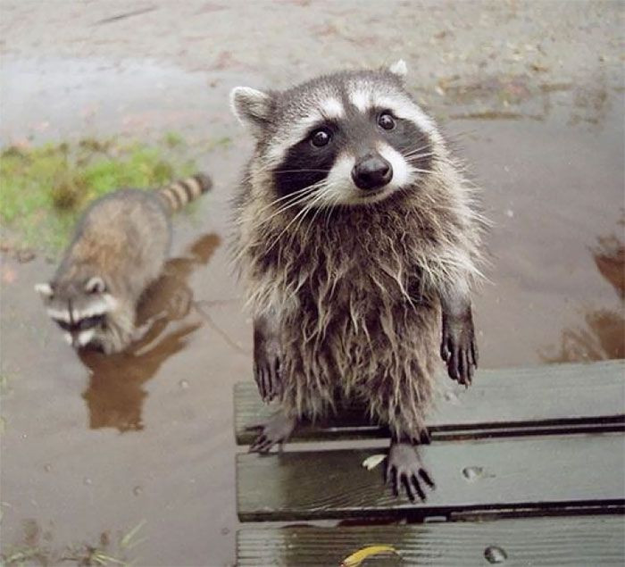 Wet Raccoon