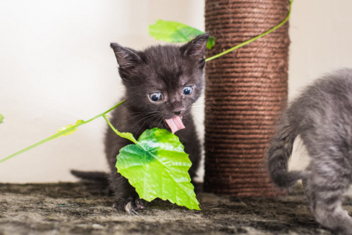 Two kittens eat a well-earned snack while sitting close together.