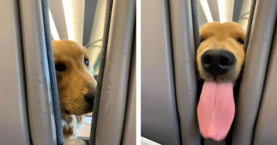 Adorable Dog Keeps Passengers Entertained During A Long Flight