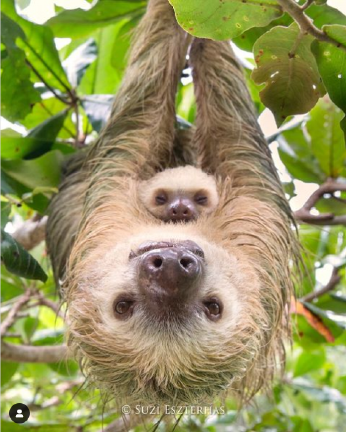 11. This is the cutest sloth duo. 