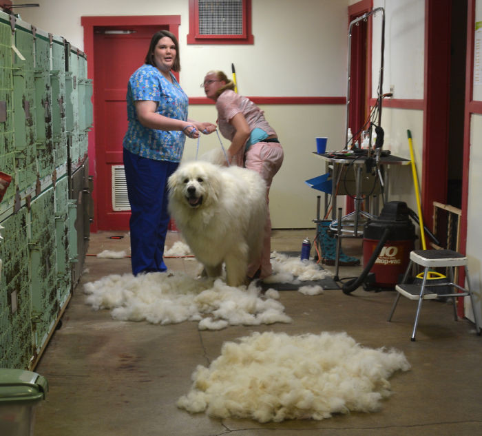 And the top ten reasons your dog groomer costs more than your hairdresser: