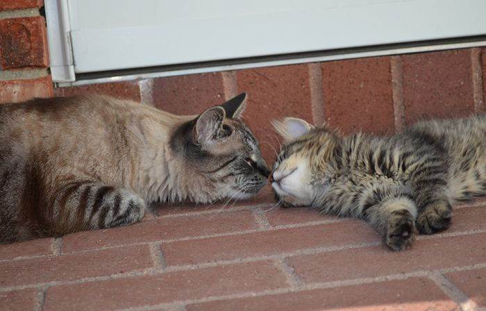 Maine Coon kitten hugging a miniature pillow on a blanket