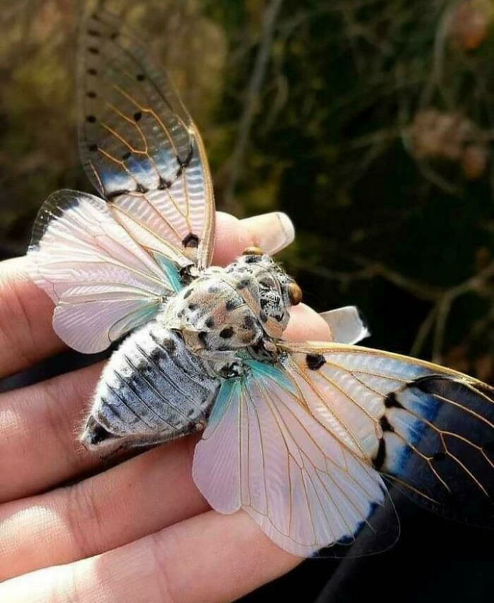 15. How Cool Is This White Ghost Cicada - I Almost Forgot It's A Giant Fly...