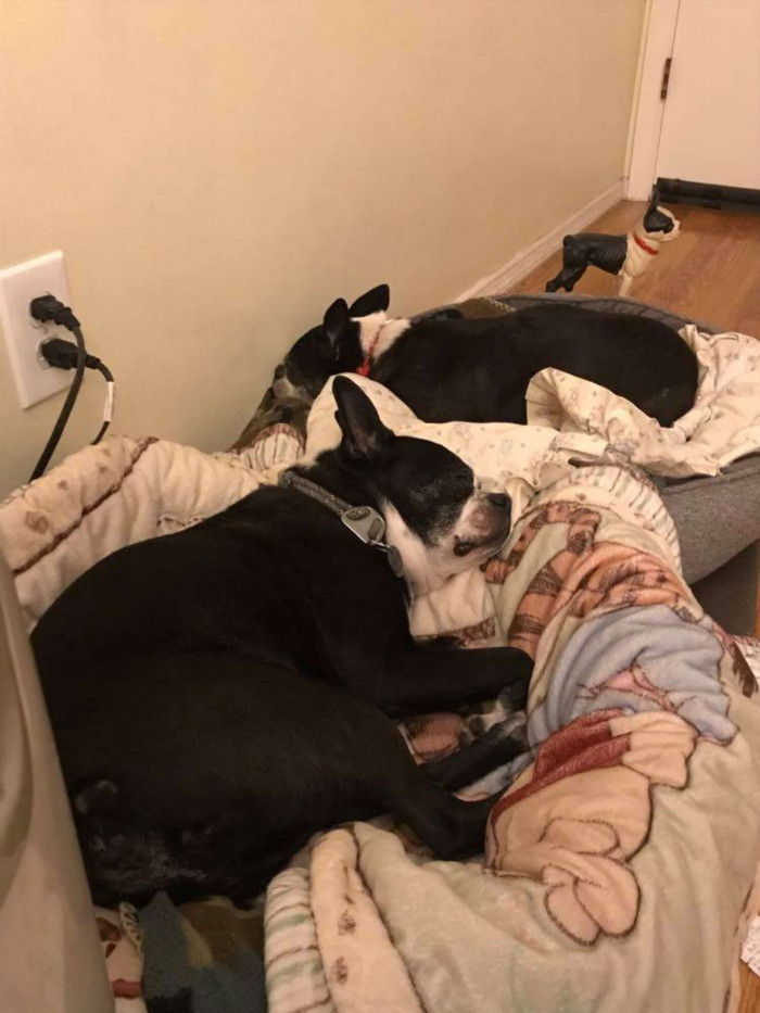 Candy and Spike sleeping