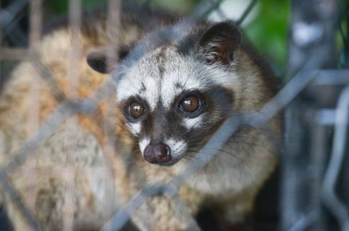 2. Civets