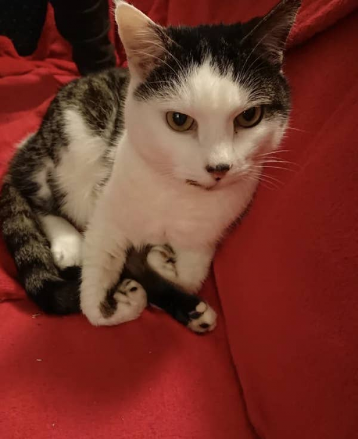 10. Is her paw okay?