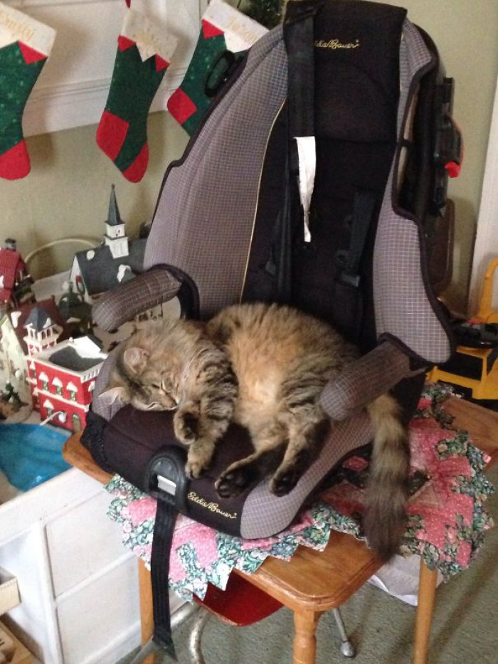 #145 Cat Bed? I Thought You Said Car Seat!