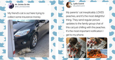 A Comparison Between The Most Wholesome Cats VS Some Of The Most Evil Ones