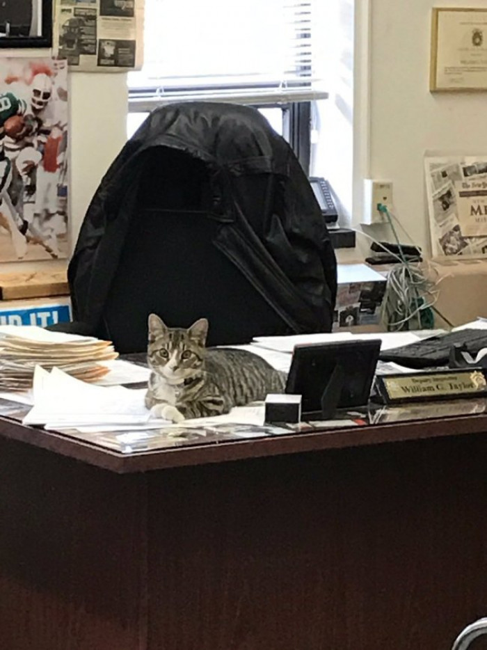 “He’s definitely lifted spirits. There’s not one person here, cop or civilian, that doesn’t adore this cat,” Deputy Inspector William Taylor told the New York Post. “He has the run of the precinct. He took control of the place right away.”