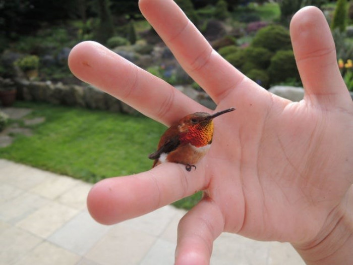 This is the bee hummingbird. If you're not aware, Google it and you'll find out that it's the smallest bird in the world.