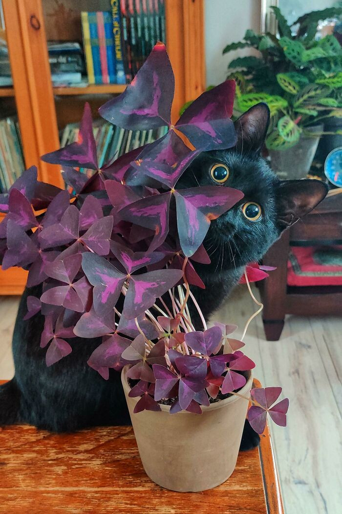 This cat crashed the plant progress photo because he is the main character