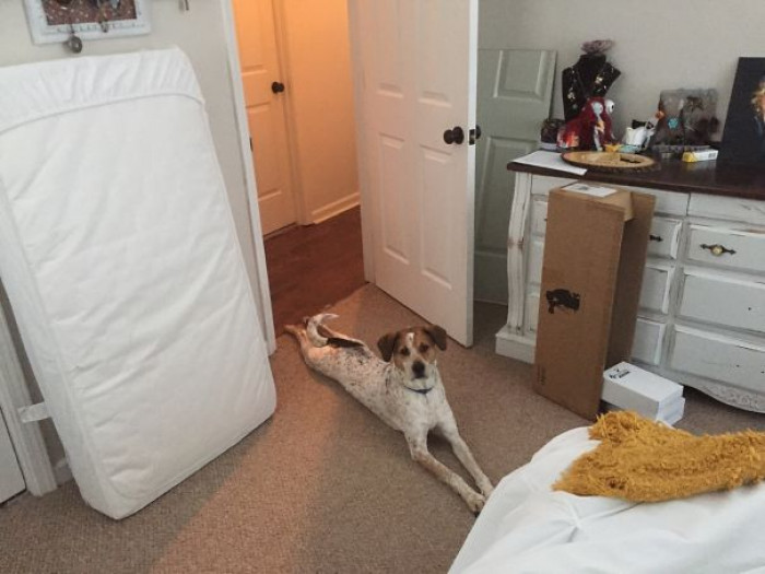 20. "My little boy knows that he's not allowed to have all four feet in our bedroom."