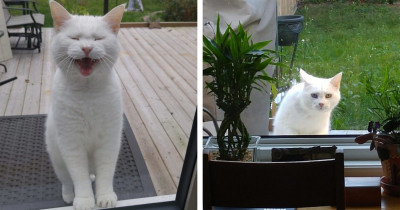 This Neighbor's Cat Loves Visiting Other People, and She Makes Sure to Knock First Before She Enters