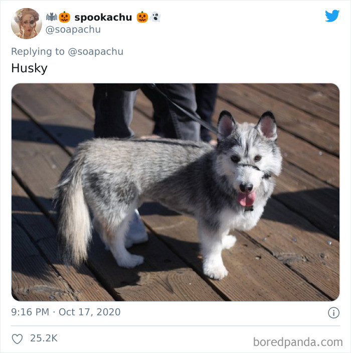 15. Corgis are descended from the line of northern spitz-type dogs (similar to Huskies,) but this still looks more like a Corgi than anything.