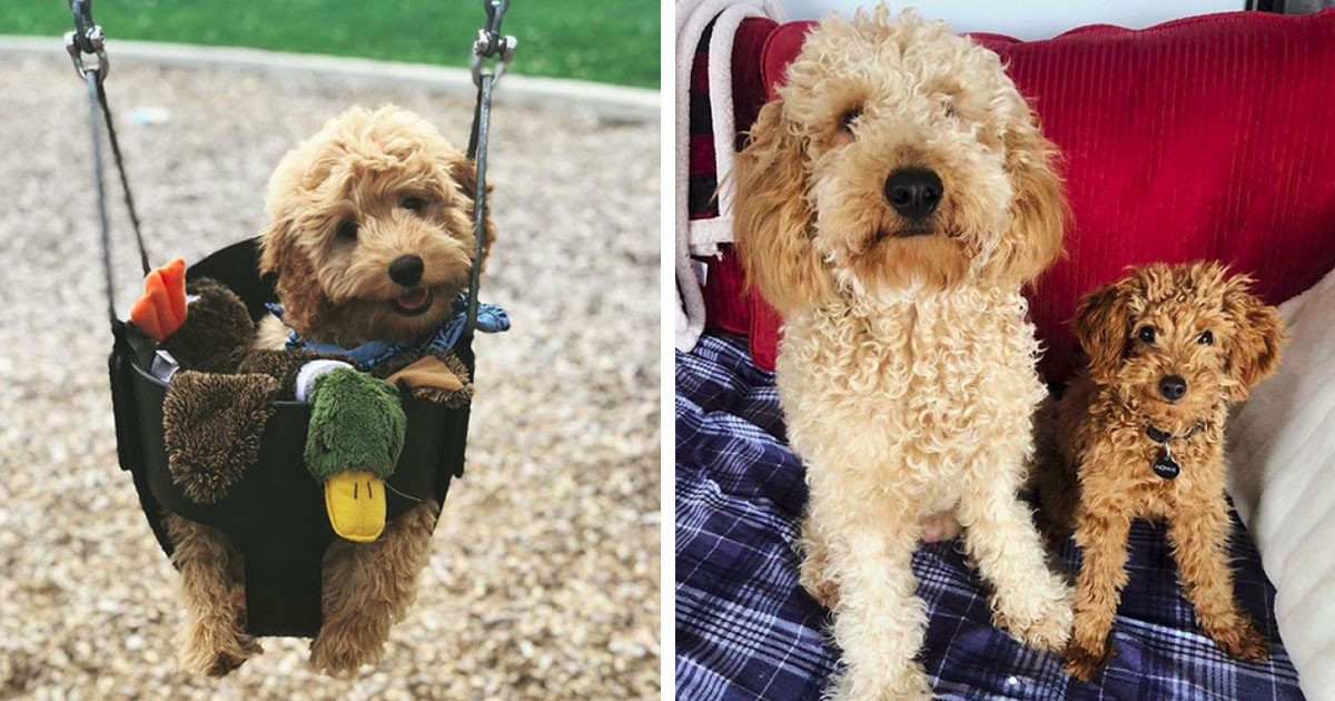 10+ Times Doodles Were The Cutest Dogs To Grace The Earth