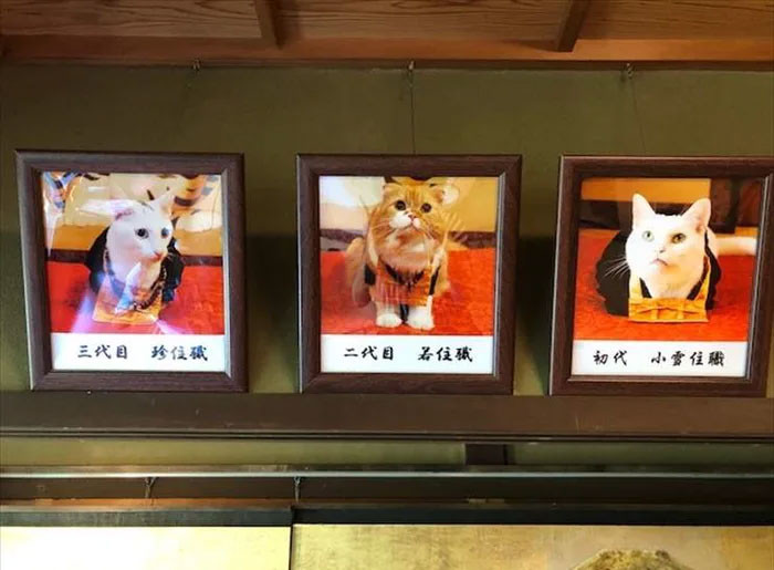 Japanese Cat Temple Has Cat Monks And It's The Cutest Place On Earth