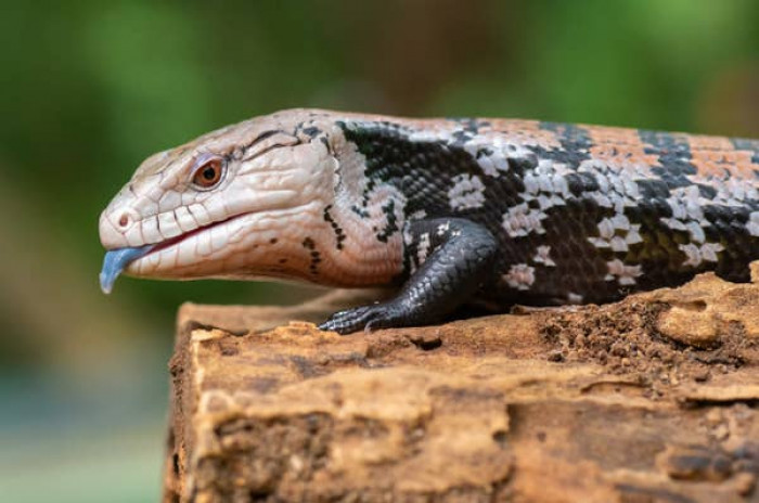 21. Blue tongue skink