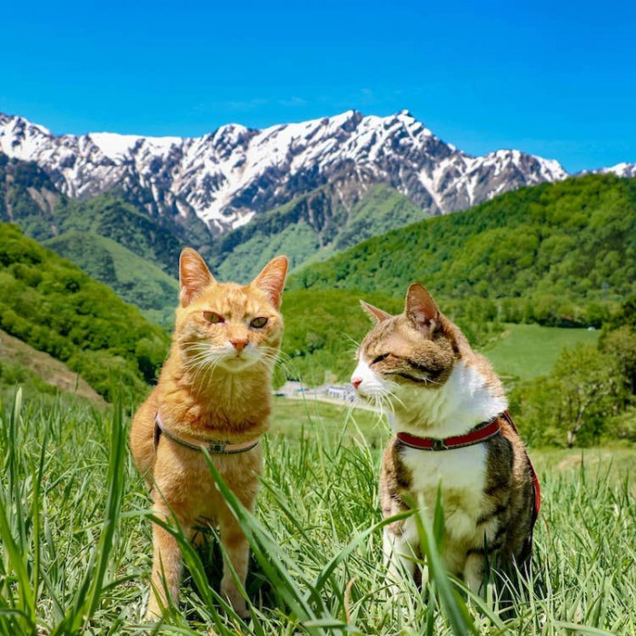 The adorable, furry duo has even visited Mount Fuji.