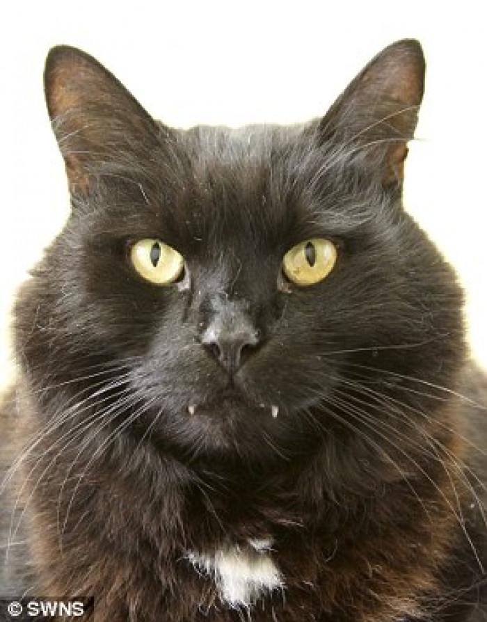 Timmy risked spending the rest of his life alone, considering the fact that he has been returned to Blue Cross on four different occasions for unknown reasons.