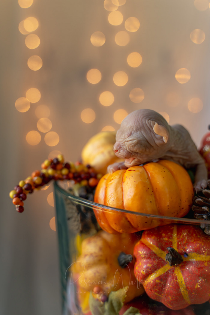 7. Tamale is so cute.