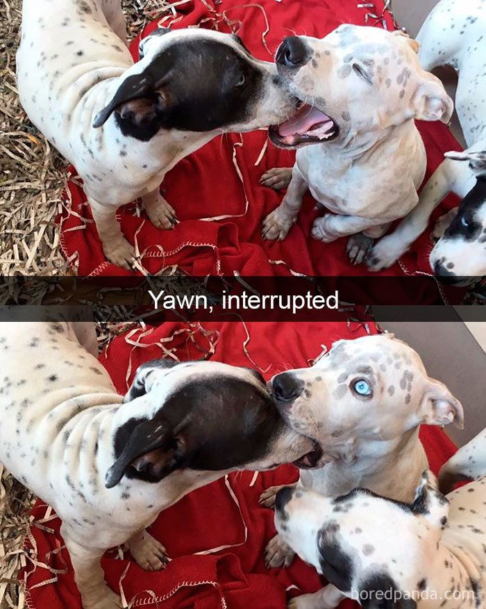 Dog puppy with a boopable snoot, humorous Snapchat caption about parenting