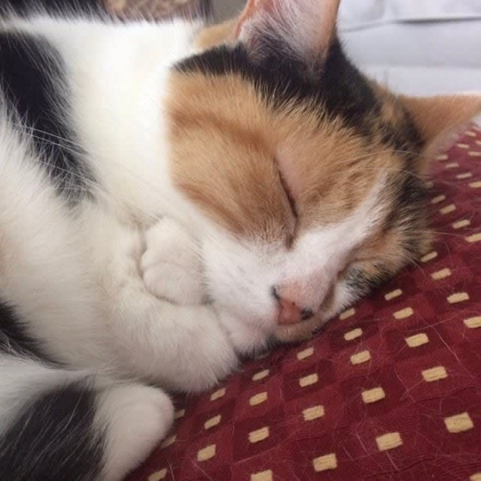 PAWS RIGHT MEOW