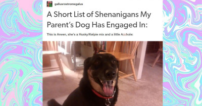 A Tumblr Post About A Mischievous Dog Went Viral And It's Understandable Why
