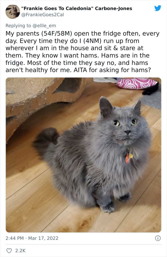 Ham-loving cat is always asking his parents to give him some every time they open the fridge.