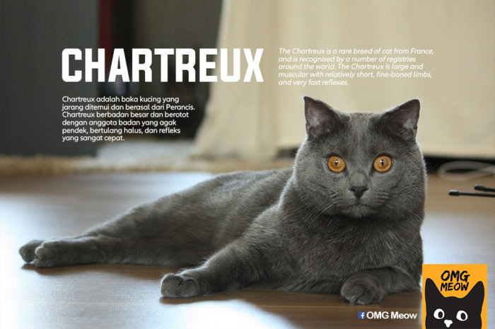 37. Chartreux