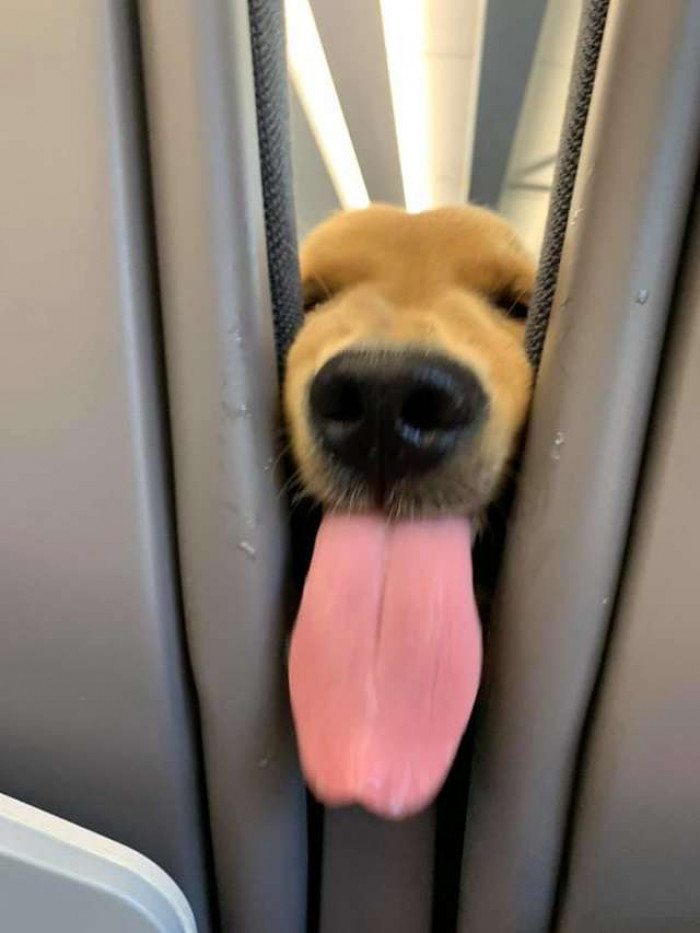 He stuck out his tongue...
