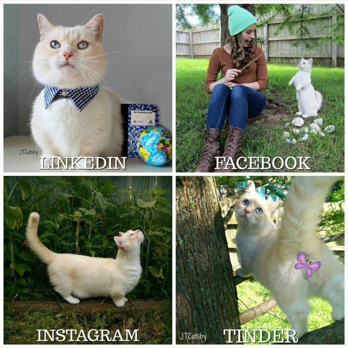 JT Catsby, "get you a kitty who can do it all!"