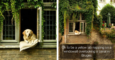 People Are Sharing Their Photos of the Most Photographed Dog in Belgium Before He Passed Away