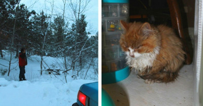 Freezing Kittens Abandoned On The Side Of The Road Rescued By Father And Son While Driving Home From Work
